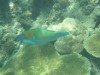 Parrot Fish by Mark

Trip: Round the World in 5 Weeks
Entry: Snorkelling
Date Taken: 01 Sep/03
Country: Fiji
Viewed: 1090 times